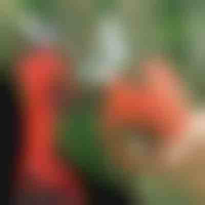 Elektrické záhradné nožnice, bezdrôtové pre záhradu a sad | WHIZZPRUNER